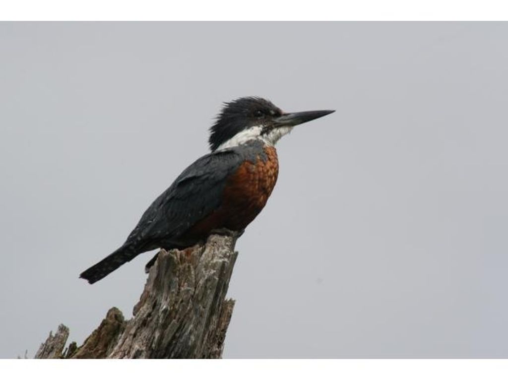 MAGALLANES MUESTRA A SUS AVES A INGLATERRA
