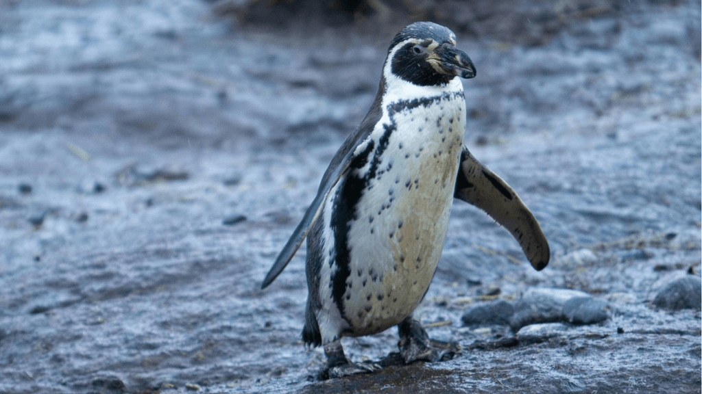 pinguino Humboldt