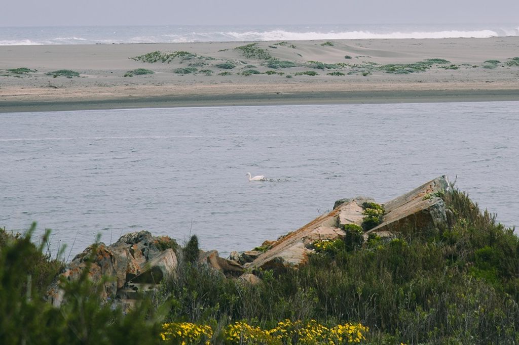 Humedal de desembocadura Salinas de Huentelauquén Humedal de desembocadura Salinas de Huentelauquén