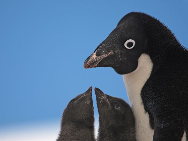 iStock-1pinguinos