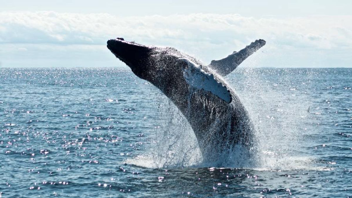 A 40 AÑOS DE LA MORATORIA MUNDIAL: CHILE MANTIENE PROHIBIDA LA CAZA DE BALLENAS MIENTRAS TRES PAÍSES AÚN LA PRACTICAN