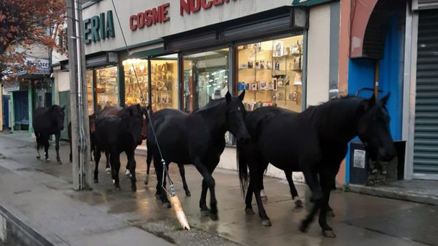 caballos_ds-1 caballos_ds-1