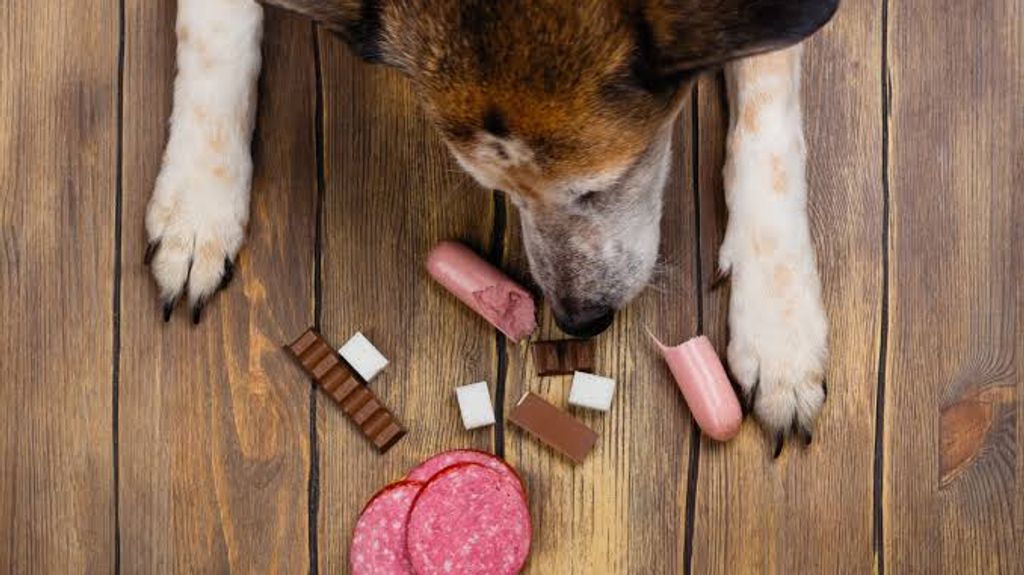 ALIMENTOS MASCOTAS ALIMENTOS MASCOTAS
