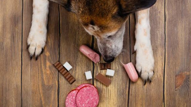 ALIMENTOS MASCOTAS ALIMENTOS MASCOTAS