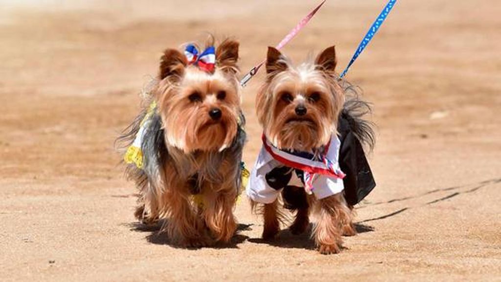 Perros0_1
