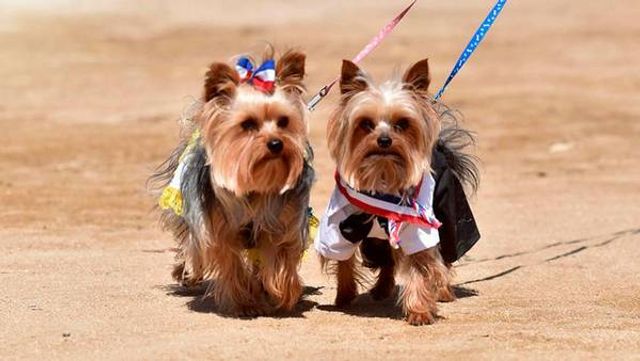 Perros0_1