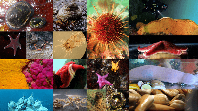 Especies Genoma Especies Genoma