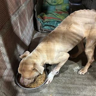 PERRO 4