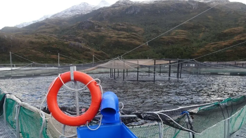 australissma australissma