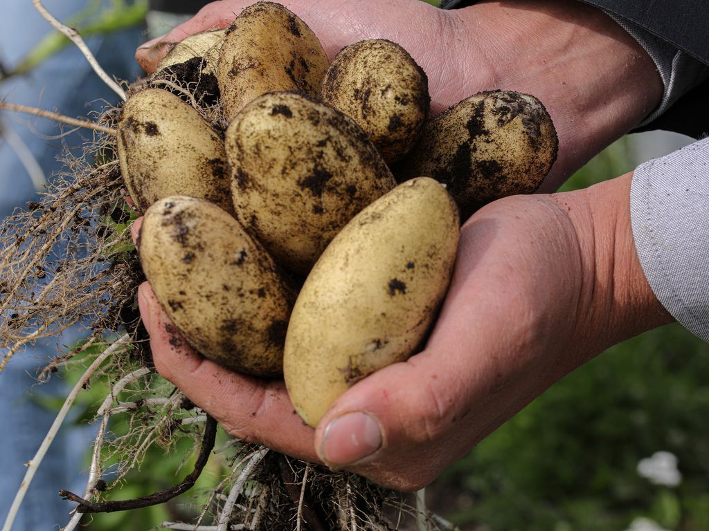 papainiaprograma papainiaprograma