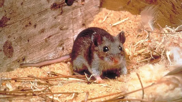 hantavirus