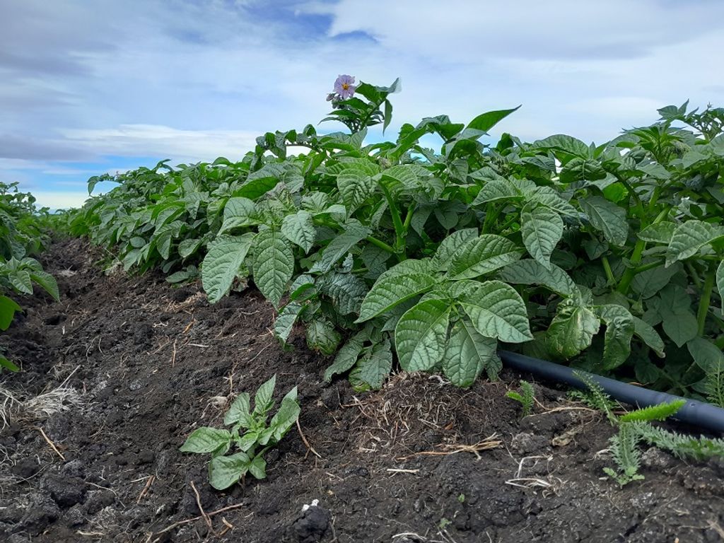 Papa, cultivo Papa, cultivo