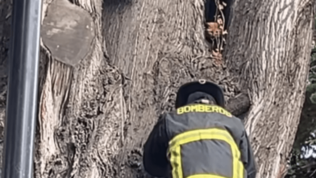 Gato rescatado en plaza de Punta Arenas Gato rescatado en plaza de Punta Arenas