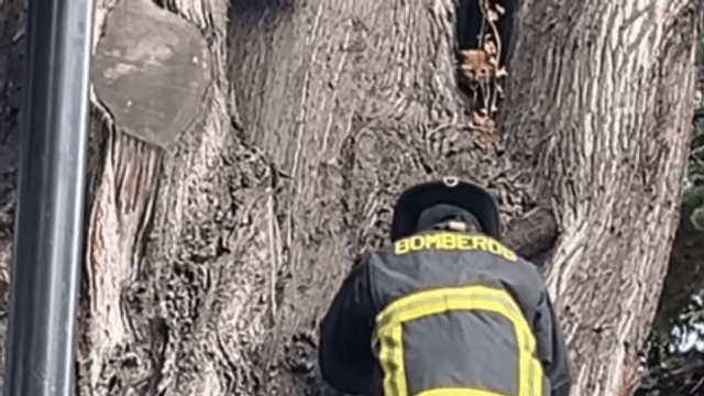 Gato rescatado en plaza de Punta Arenas