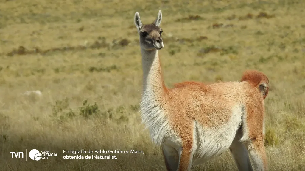 Guanaco-Patagonia