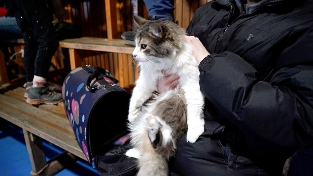 OPERATIVO FELINO MUNICIPAL (5) OPERATIVO FELINO MUNICIPAL (5)