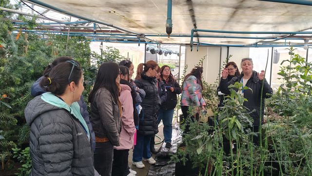 Bosque Antártico Bosque Antártico