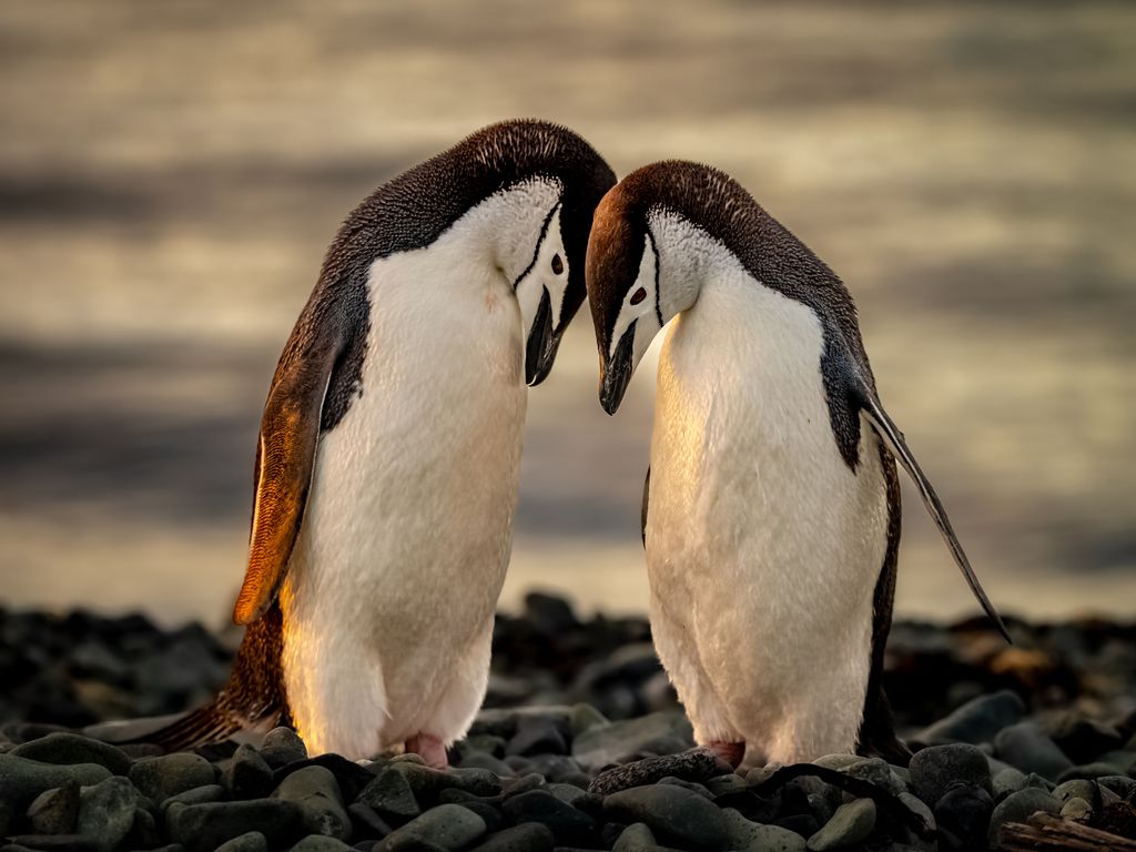 A_136390945_1 A_136390945_1