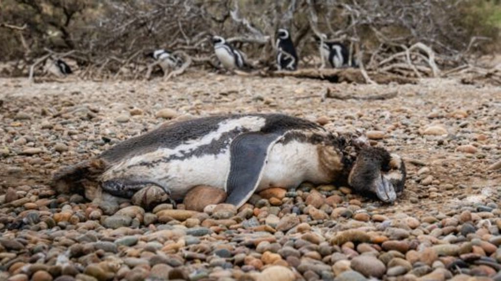 Dead-penguin-JoelReyero-768x512 Dead-penguin-JoelReyero-768x512