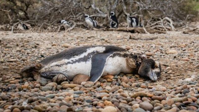 Dead-penguin-JoelReyero-768x512 Dead-penguin-JoelReyero-768x512