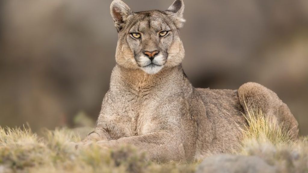 puma puma