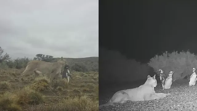 pumaspatagoniargentina pumaspatagoniargentina