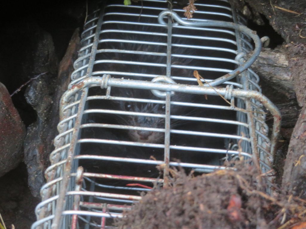 Visón capturado en la trampa Visón capturado en la trampa