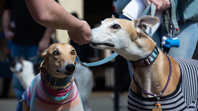 PERROS GALGOS PERROS GALGOS