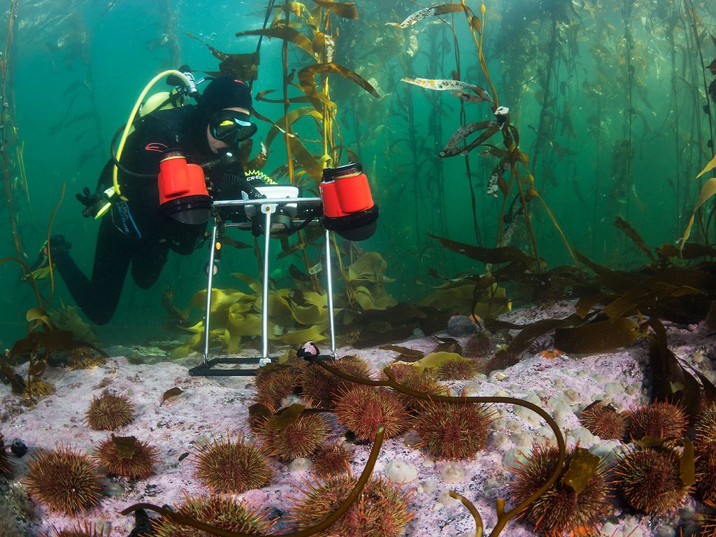 eduardo-sorensen-expedicion-megatransecto-iii-guaitecas-sur-mar2026-137 eduardo-sorensen-expedicion-megatransecto-iii-guaitecas-sur-mar2026-137