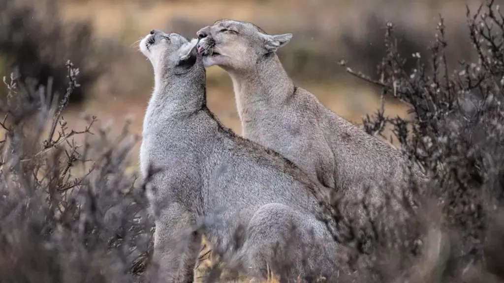 timothy-dhalleine-portada