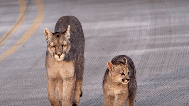 Puma y su cachorro