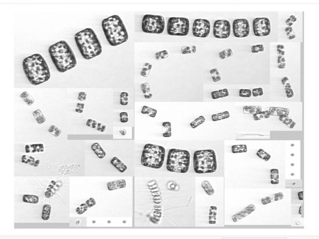 foto_Marcelo_Gutierrez_diatomeas-768x557 foto_Marcelo_Gutierrez_diatomeas-768x557