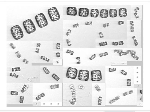 foto_Marcelo_Gutierrez_diatomeas-768x557