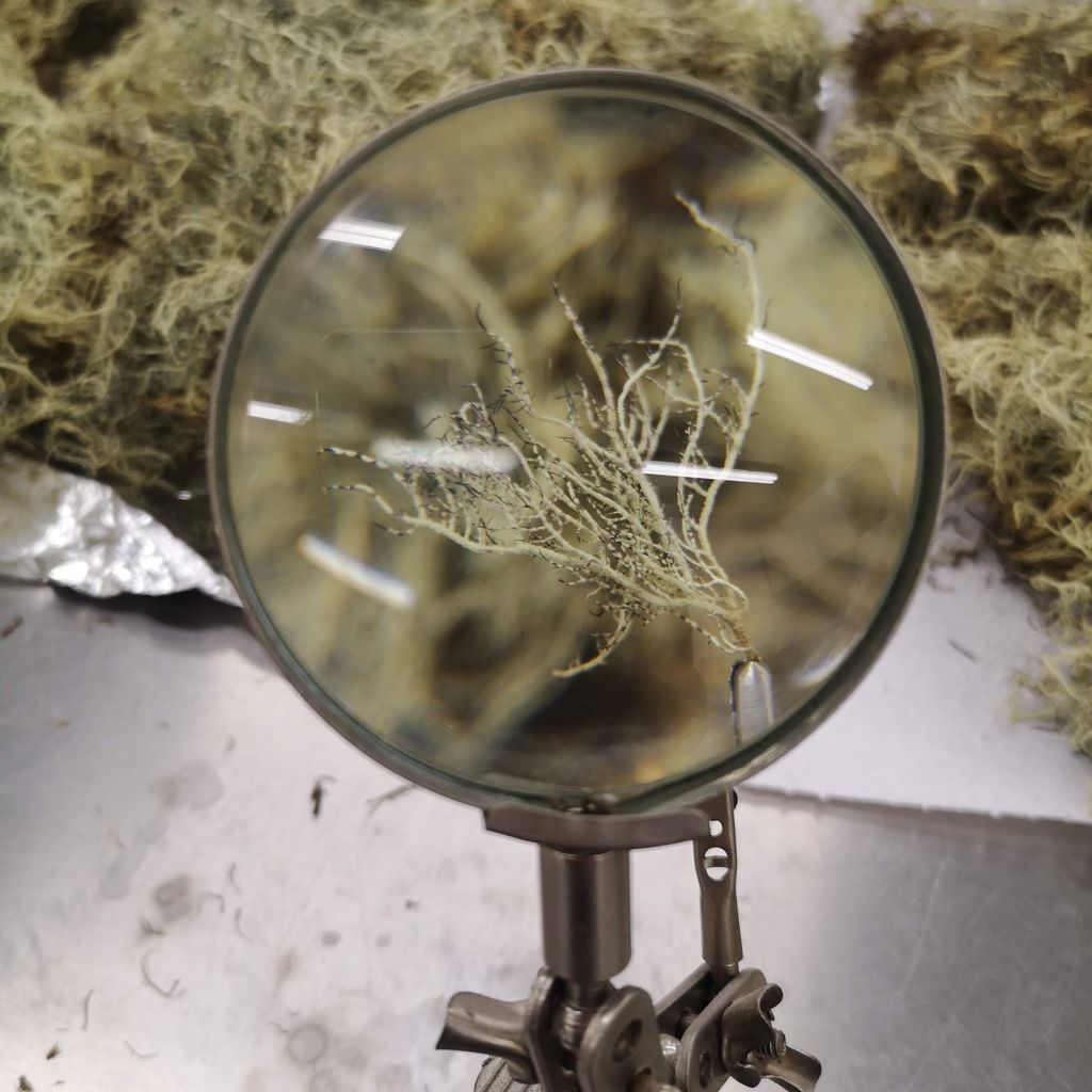 Liquen observado desde la lupa Liquen observado desde la lupa