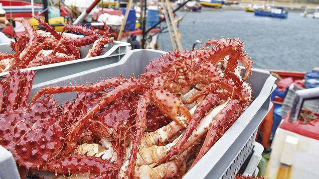 centollasmagallanes centollasmagallanes