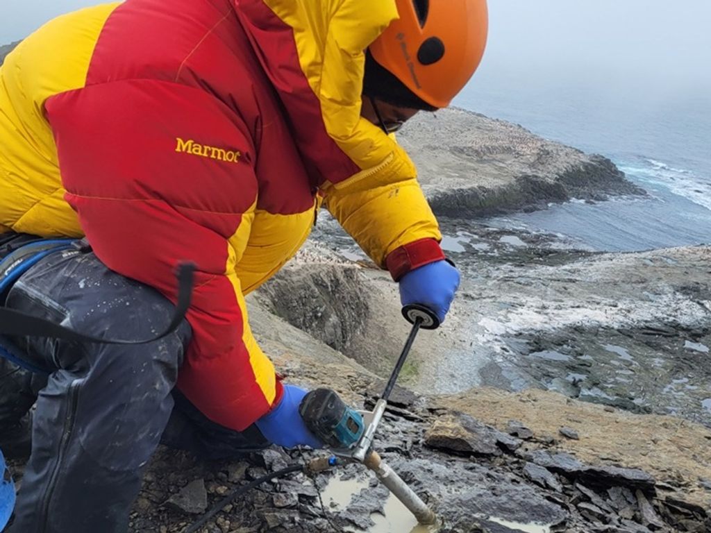 nothofagus nothofagus