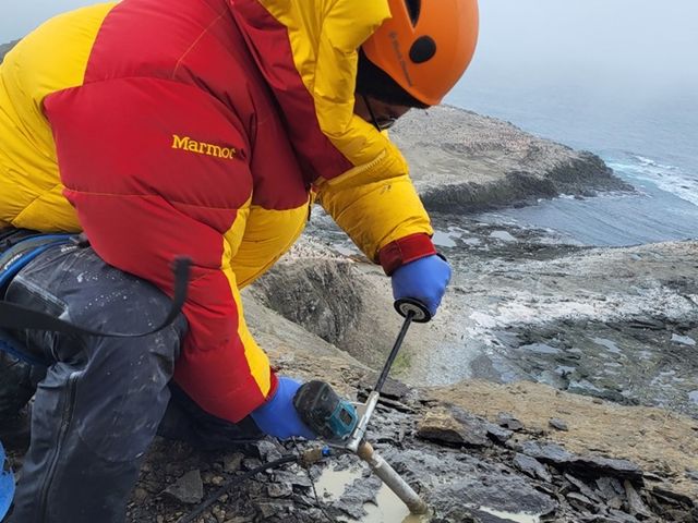 nothofagus nothofagus