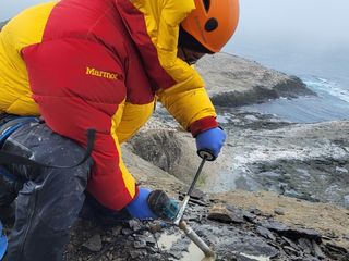 nothofagus nothofagus