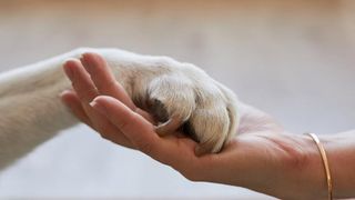 tenenciaresponsable
