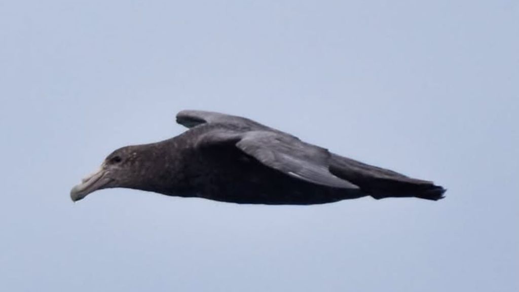 Petrel Petrel