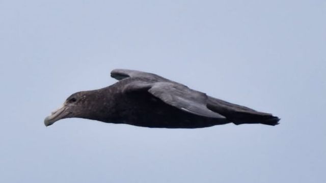 Petrel Petrel