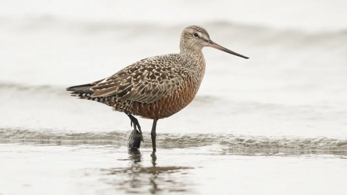 CHILE LOGRA LA PROTECCIÓN INTERNACIONAL DEL ZARAPITO DE PICO RECTO Y CHORLO DE MAGALLANES: AVES MIGRATORIAS ESTÁN BAJO AMENAZA POR REDUCCIÓN DE POBLACIÓN