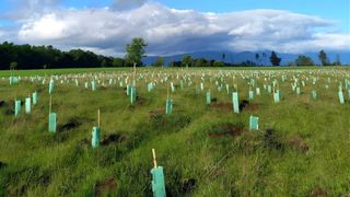 Fundacion-Reforestemos-abre-convocatoria-para-restaurar-bosque-nativo-entre-Maule-y-Magallanes Fundacion-Reforestemos-abre-convocatoria-para-restaurar-bosque-nativo-entre-Maule-y-Magallanes