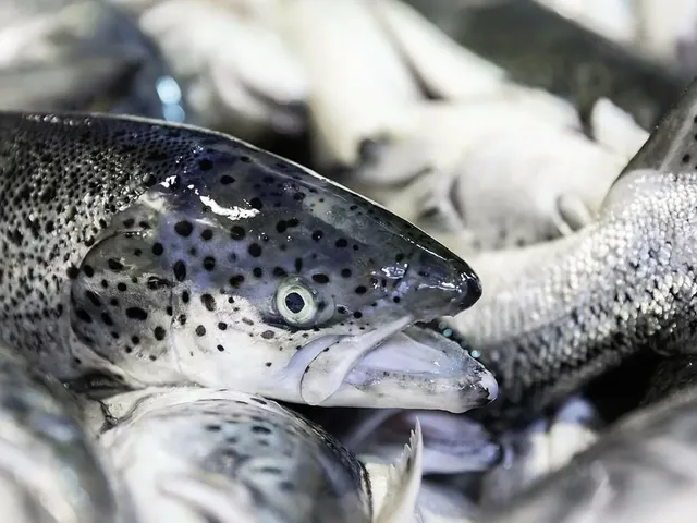 salmonmagallanes