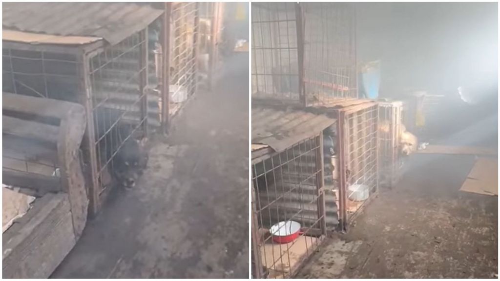 Denuncia_maltrato_animal_en_Punta_Arenas Denuncia_maltrato_animal_en_Punta_Arenas