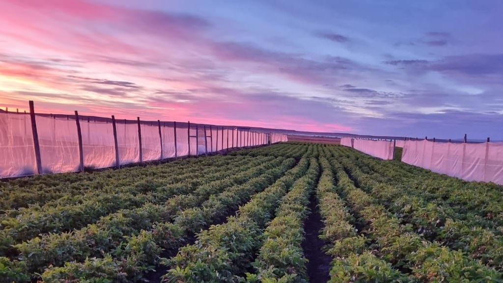 Papas Magallanes 2 - INIA