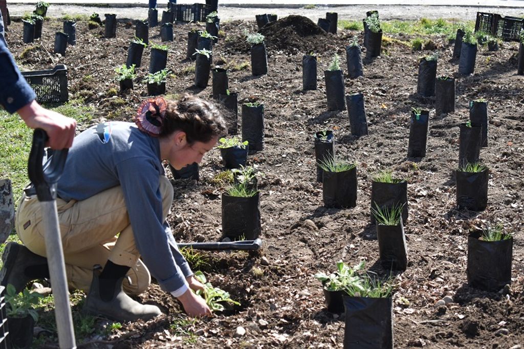 Plantas nativas Ciencia Publica (1) (1) Plantas nativas Ciencia Publica (1) (1)