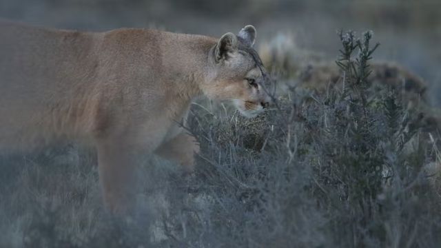 pumas