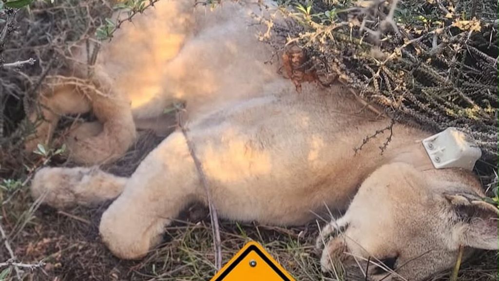 puma muerto puma muerto