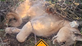 puma muerto puma muerto